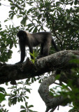 PRIMATE - MANGABEY - GREY-CHEEKED MANGABEY - DZANGHA NDOKI NATIONAL PARK - CENTRAL AFRICAN REPUBLIC (42).JPG