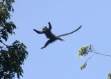 PRIMATE - PUTTY-NOSED MONKEY - DZANGHA NDOKI NATIONAL PARK - CENTRAL AFRICAN REPUBLIC (6).JPG