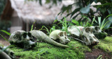 DZANGA NDOKI NATIONAL PARK CENTRAL AFRICAN REPUBLIC (46).JPG
