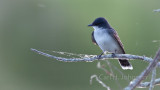 Tyrannus tyrannus (eastern kingbird)