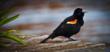Red-winged Blackbird (Agelaius phoeniceus)