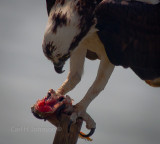 Feeding - series