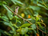  ruby throated hummingbird (Archilochus colubris) 