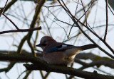 Gaai / Eurasian Jay / Garrulus glandarius