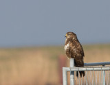 Buizerd / Common Buzzard / Buteo buteo