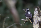 Hairy Woodpecker / Haarspecht / Picoides villosus