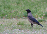 Bonte kraai / Hooded Crow / Corvus cornix