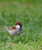 Italiaanse Huismus / Italian Sparrow / Passer Domesticus Italiae