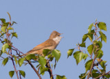 Grasmus / Whitethroat /  Sylvia communis