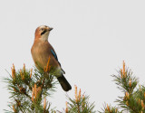 Gaai / Eurasian Jay / Garrulus glandarius