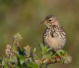 Graspieper / Meadow Pipit / Anthus pratensis