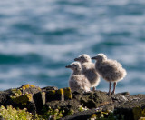 Grote Mantelmeeuw / Great Black-backed Gull / Larus marinus