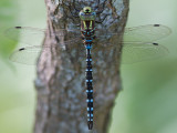 Lance-tipped darner / Aeshna constricta