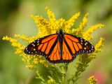 Monarchvlinder / Monarch / Danaus plexippus