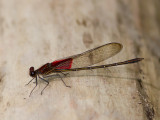 American Rubyspot / Hetaerina americana