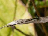 Fragile Forktail / Ischnura posita