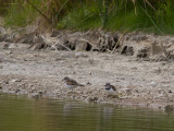 Killdeer / Killdeerplevier / Charadrius vociferus