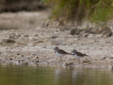 Killdeer / Killdeerplevier / Charadrius vociferus