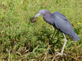 Little Blue Heron / Kleine Blauwe Reiger / Egretta caerulea