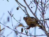 Kleine Barmsijs / Redpoll / Carduelis cabaret