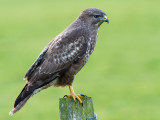 Buizerd / Common Buzzard / Buteo buteo