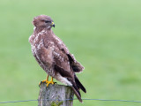 Buizerd / Common Buzzard / Buteo buteo
