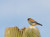 American Kestrel / Amerikaanse torenvalk / Falco sparverius