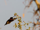 Annas Hummingbird / Anna-kolibrie / Calypte anna