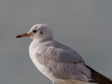 Kokmeeuw / Black-headed Gull / Chroicocephalus ridibundus