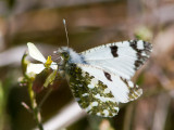 Westelijk marmerwitje / Western Dappled White / Euchloe crameri