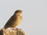 Grauwe gors / Corn Bunting / Miliaria calandra