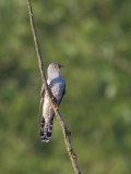 Koekoek / Common Cuckoo / Cuculus canorus