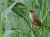 Kleine karekiet / Eurasian Reed Warbler / Acrocephalus scirpaceus