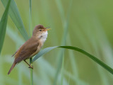 Kleine karekiet / Eurasian Reed Warbler / Acrocephalus scirpaceus