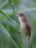 Kleine karekiet / Eurasian Reed Warbler / Acrocephalus scirpaceus