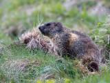 Alpenmarmot / Alpine marmot / Marmota marmota