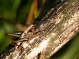 Heidesabelsprinkhaan / Bog Bush-cricket / Metrioptera brachyptera