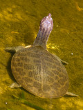Florida-weekschildpad / Florida softshell turtle / Apalone ferox 