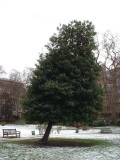 Tree in Gordons Square, Bloomsbury.