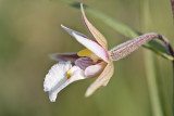 Epipactis palustris - Moeraswespenorchis