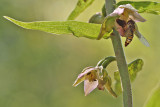 Epipactis helleborine subsp. helleborine - Brede wespenorchis