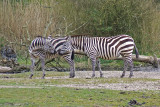 Burgers Zoo - zebras