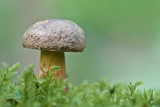Boletus pulverulentus - Inktboleet