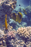 Masker koraalvlinder