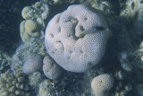Slanke koraalklimmer