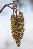 Alnus glutinosa - Zwarte els