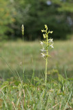 Platanthera chlorantha - Bergnachtorchis