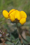 Lotus corniculatus - Gewone rolklaver