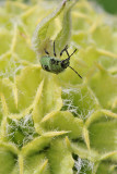 Larvestadium groene stinkwants
