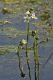 Hottonia palustris - Waterviolier